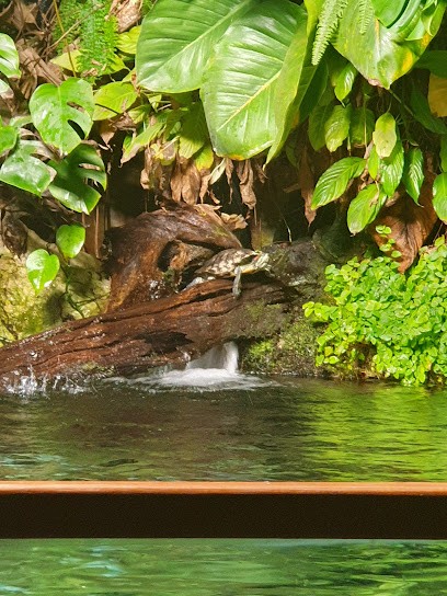 Aquablue saint malo, Pressing à Saint-Jouan-des-Guérets